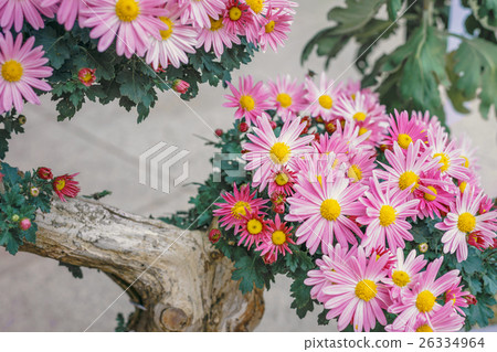 Kogiki Bonsai Kogiki Bonsai 26334964