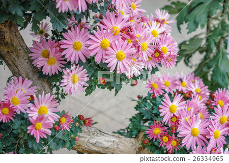 Kogiki Bonsai Kogiki Bonsai 26334965