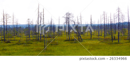 Wild forest, swamp. Wild forest, swamp. 26334966