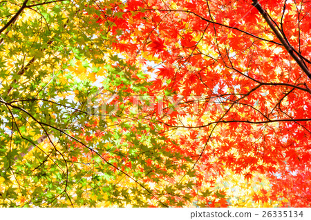 晚秋~Kaede 26335134