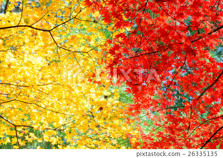 晚秋~Kaede 26335135
