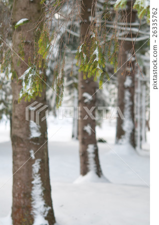 tree trunk tree trunk 26335762