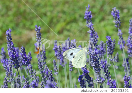 Lavander Flower Polination 26335891