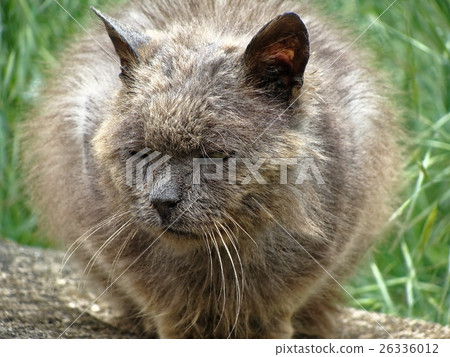 Lonely old sick cat living on the street. Homeless Lonely old sick cat living on the street. Homeless 26336012