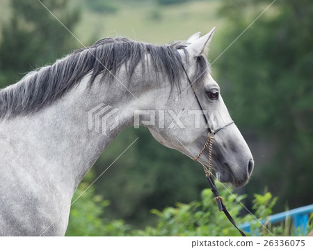 portrait of gray races arabian horse 26336075