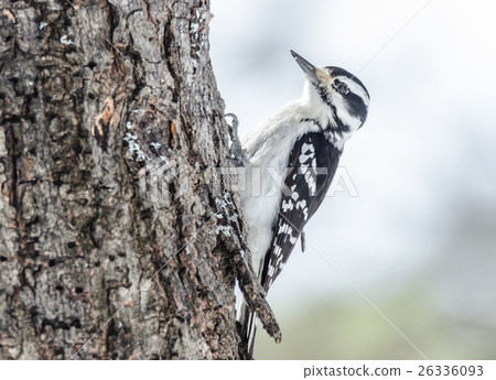 Downy woodpecker - Picoides pubescens. 26336093