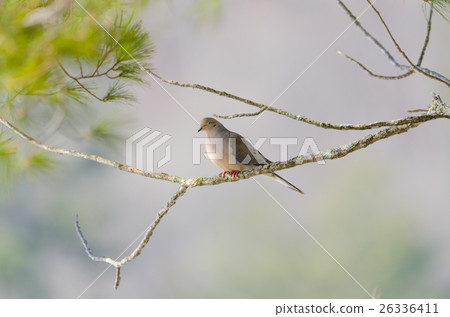 Mourning Dove, Turtle Dove (Zenaida macroura)  26336411