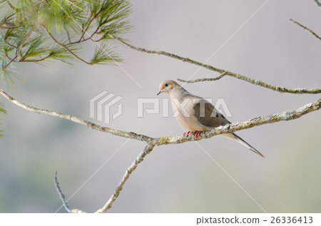Mourning Dove, Turtle Dove (Zenaida macroura)  26336413