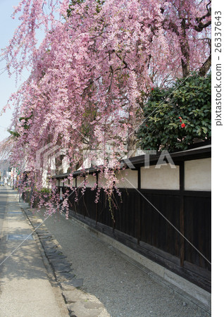 Split cherry tree, kakunodate, board fence, weeping cherry tree Split cherry tree, kakunodate, board fence, weeping cherry tree 26337643