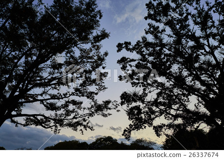 A silhouette of trees that feels the sunset and falls of autumn that makes us feel the coming of winter 26337674