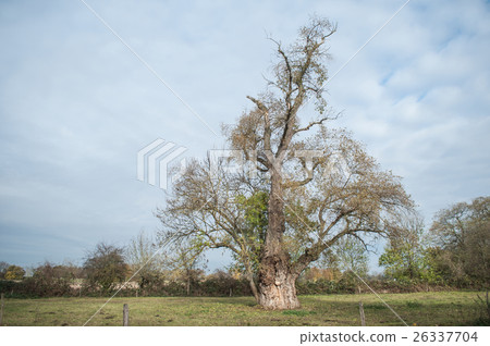 century ash tree in a field. century ash tree in a field. 26337704