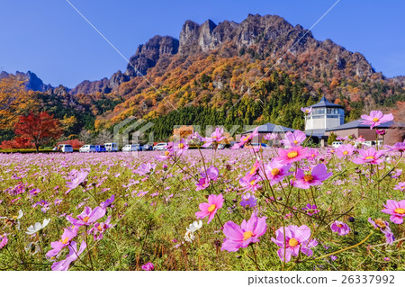Cosmos and Myogi mountain 26337992