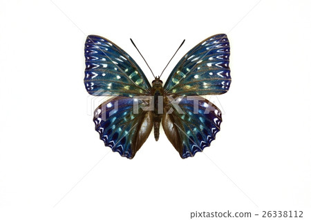 蝴蝶標本 26338112