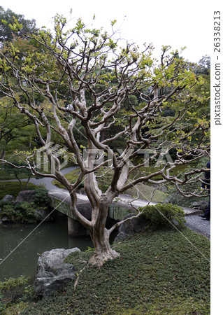 Saruberg in Japanese garden 26338213