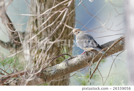 Mourning Dove, Turtle Dove (Zenaida macroura)  26339056