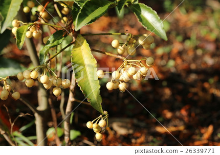 White fruit fern White fruit fern 26339771
