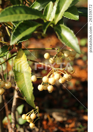 White fruit fern 26339772