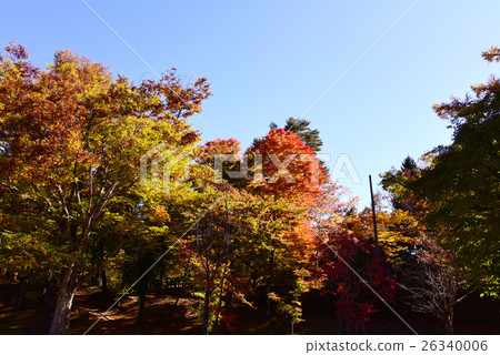 山中湖秋葉 26340006