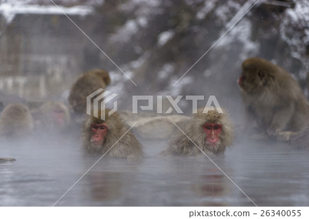 進入Jigokudani溫泉的日本猴子 26340055