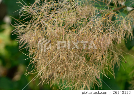 煙樹 煙樹 26340133