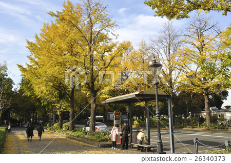 秋天海岸街道 秋天海岸街道 26340373