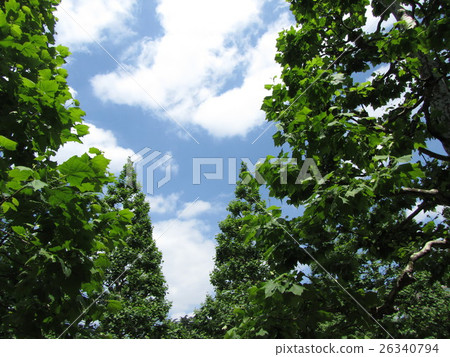 Prosperous fresh green trees and blue sky looking up Prosperous fresh green trees and blue sky looking up 26340794