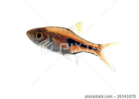 Rasbora Espey Rasbora Espey 26341078