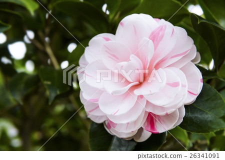 a camellia a camellia 26341091