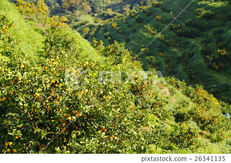 Shizuoka prefecture oranges field Shizuoka prefecture oranges field 26341135