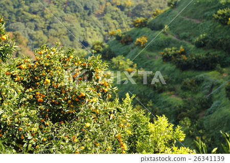 Shizuoka prefecture oranges field 26341139