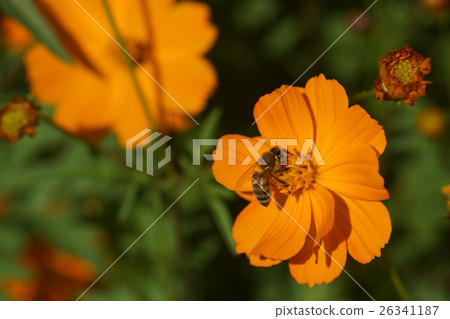 Flowers Flowers 26341187