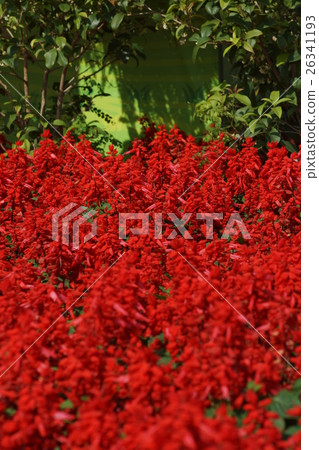 Flowers Flowers 26341193