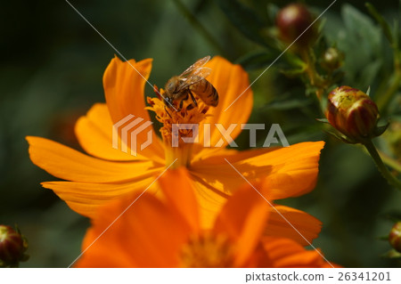 Flowers Flowers 26341201