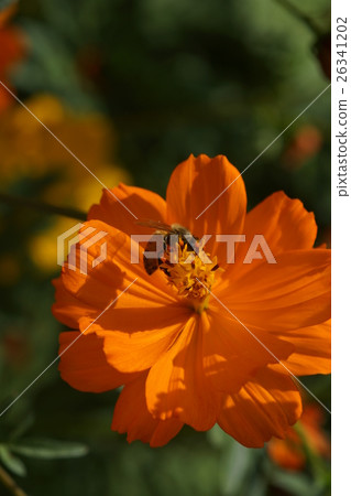 Flowers Flowers 26341202