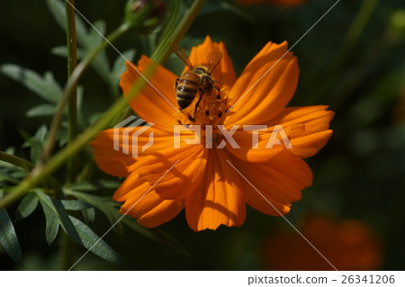 Flowers 26341206