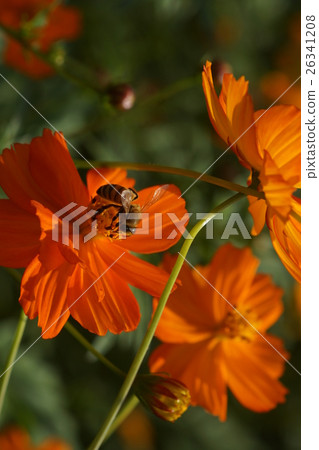 花 花 26341208
