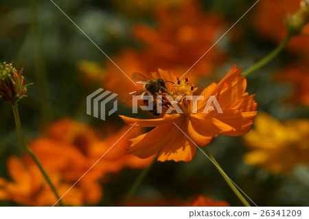 花 花 26341209