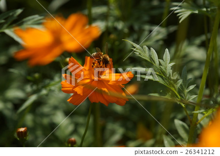 Flowers 26341212