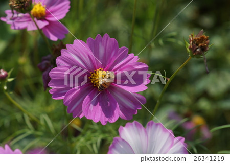 花 花 26341219