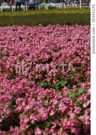 花 花 26341220