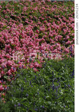 Flowers Flowers 26341234