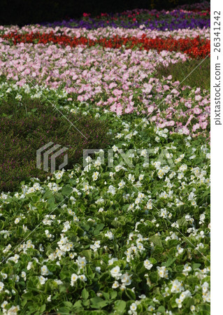Flowers Flowers 26341242