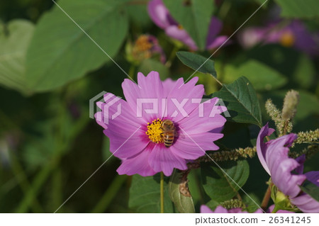 Flowers Flowers 26341245