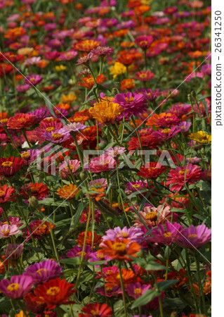 Flowers 26341250