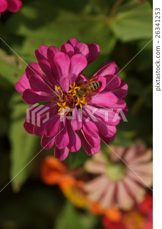 Flowers Flowers 26341253