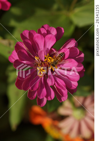 Flowers 26341255