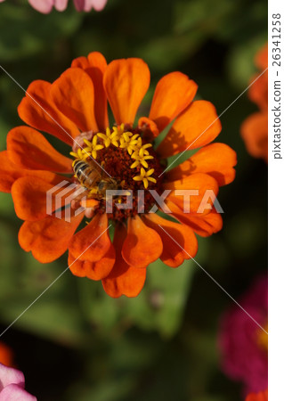 Flowers 26341258