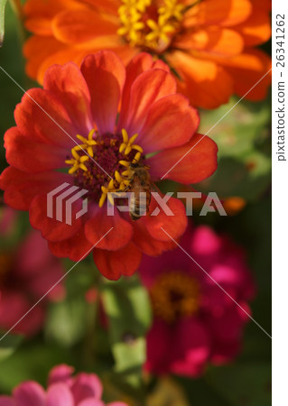 Flowers Flowers 26341262