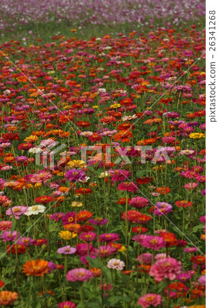 Flowers 26341268