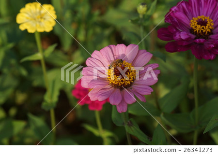 Flowers 26341273